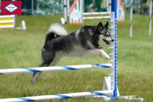 Read more about the article Alaskan Klee Kai breeders and puppies in Arkansas