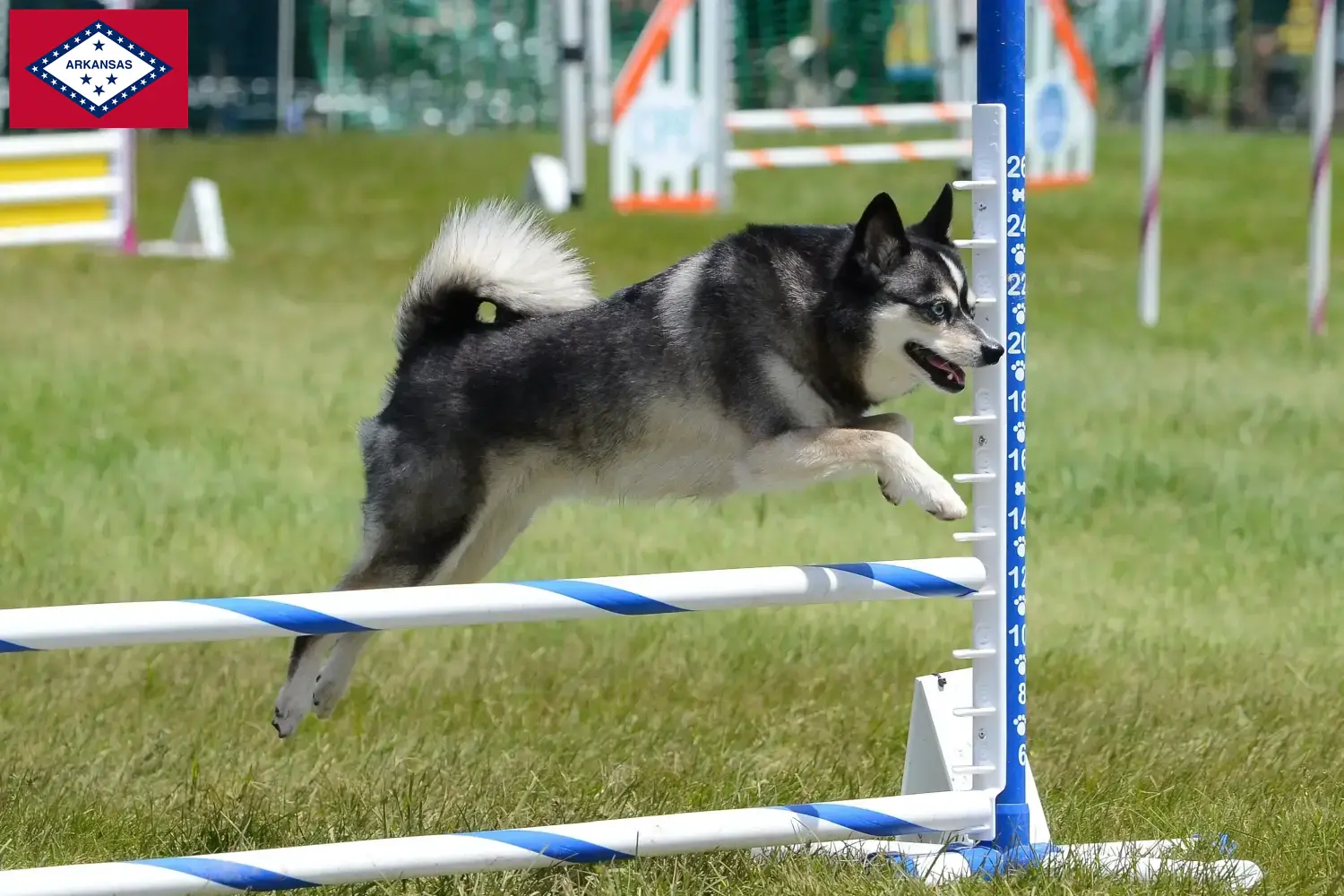 Alaskan Clover Kai puppies and breeders Arkansas Here you can find Alaskan Klee Kais breeders in Arkansas.
