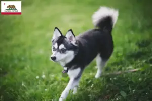 Read more about the article Alaskan Clover Kai Breeder and Puppies in California