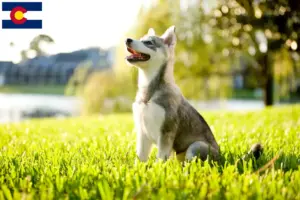 Read more about the article Alaskan Clover Kai Breeder and Puppies in Colorado