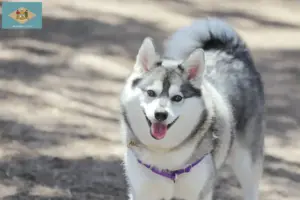 Read more about the article Alaskan Clover Kai Breeder and Puppies in Delaware