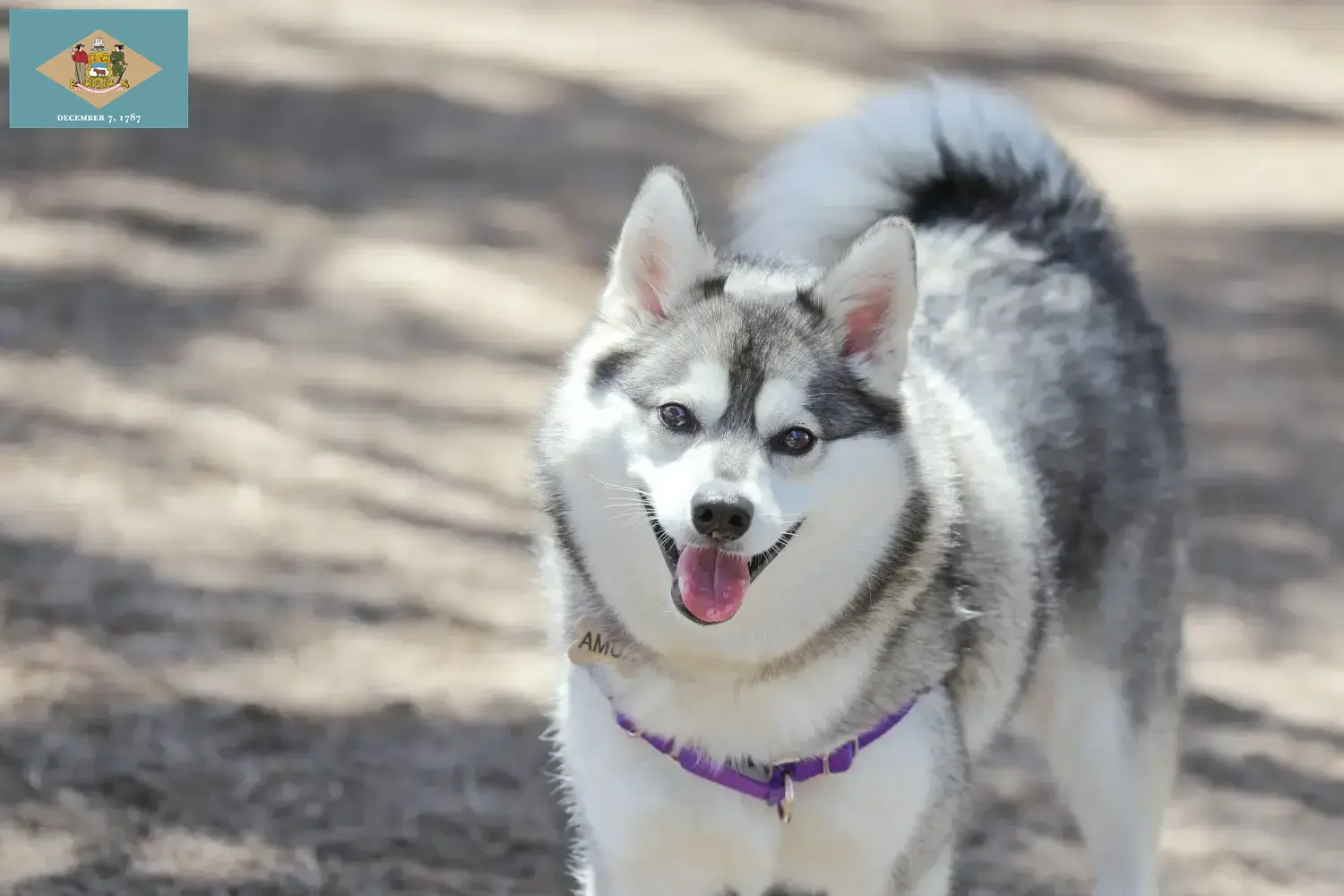 Alaskan Klee Kai puppies and breeder Delaware Here you can find Alaskan Klee Kais breeders in Delaware.