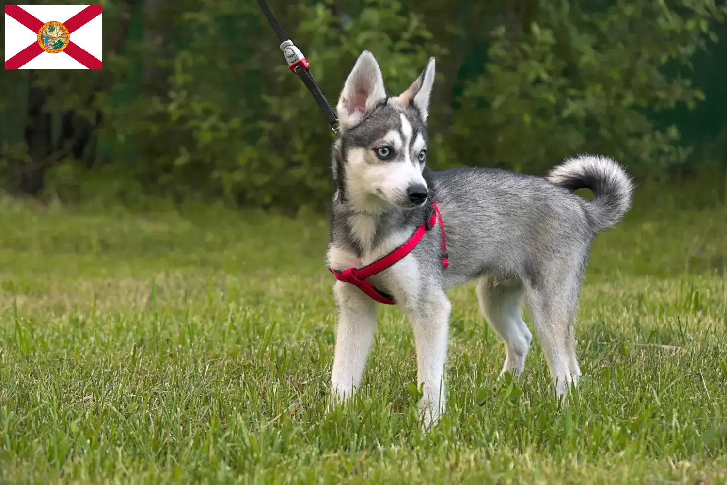 Alaskan Clover Kai puppies and breeders Florida Here you can find Alaskan Klee Kais breeders in Florida.