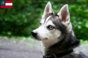 Read more about the article Alaskan Klee Kai breeders and puppies in Georgia