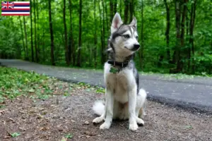 Read more about the article Alaskan Clover Kai Breeder and Puppies in Hawaii