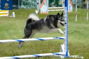 Read more about the article Alaskan Klee Kai breeders and puppies in Idaho
