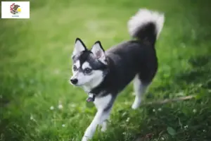Read more about the article Alaskan Klee Kai breeders and puppies in Illinois