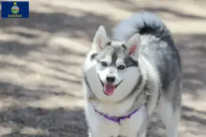 Read more about the article Alaskan Klee Kai breeders and puppies in Kansas