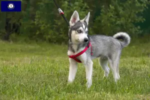 Read more about the article Alaskan Klee Kai breeders and puppies in Kentucky