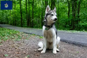 Read more about the article Alaskan Klee Kai breeders and puppies in Maine