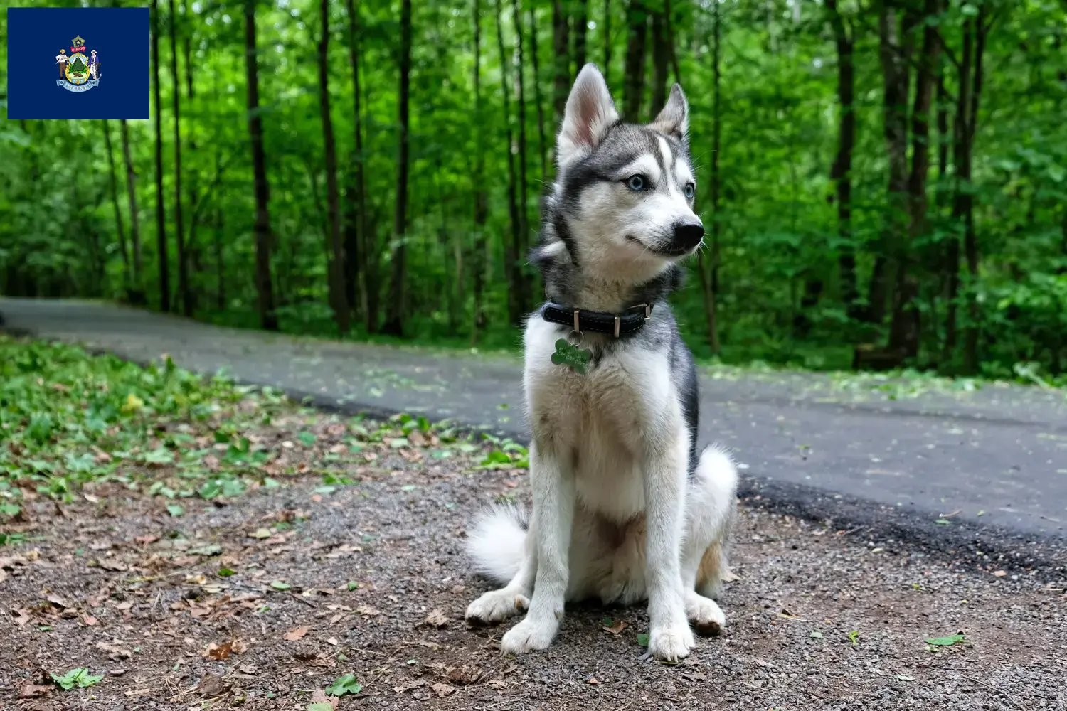 Alaskan Clover Kai puppies and breeders Maine Here you can find Alaskan Klee Kais breeders in Maine.
