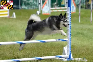 Read more about the article Alaskan Klee Kai Breeder and Puppies in Maryland