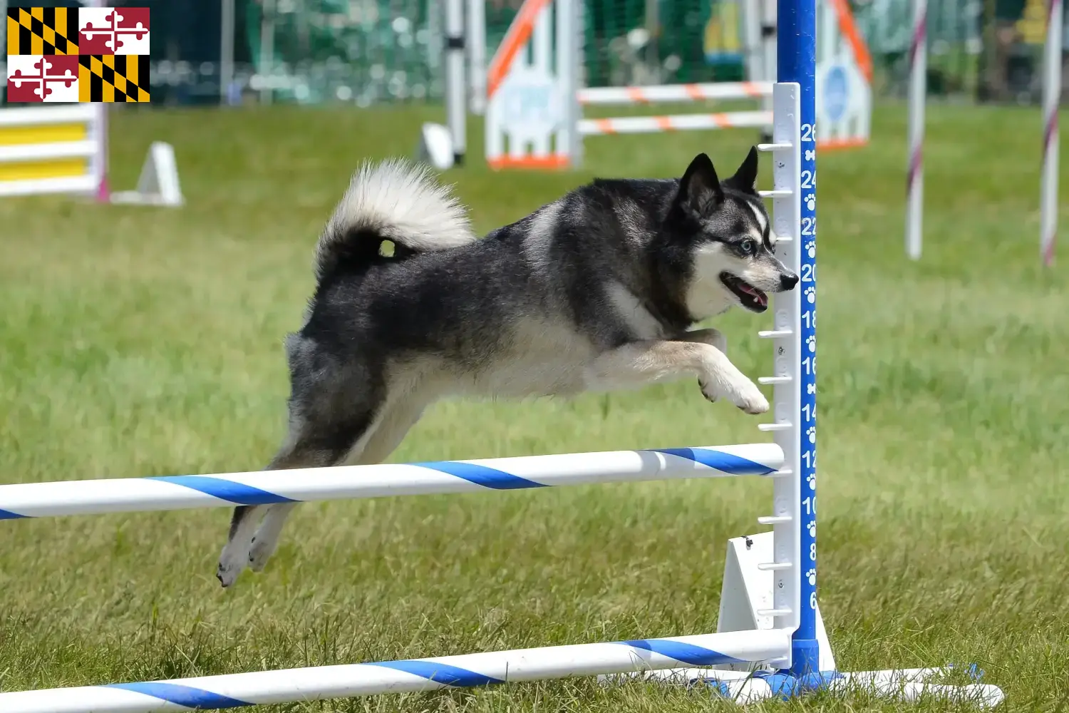Alaskan Clover Kai puppies and breeder Maryland Here you can find Alaskan Klee Kais breeders in Maryland.