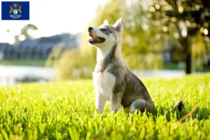 Read more about the article Alaskan Klee Kai breeders and puppies in Michigan