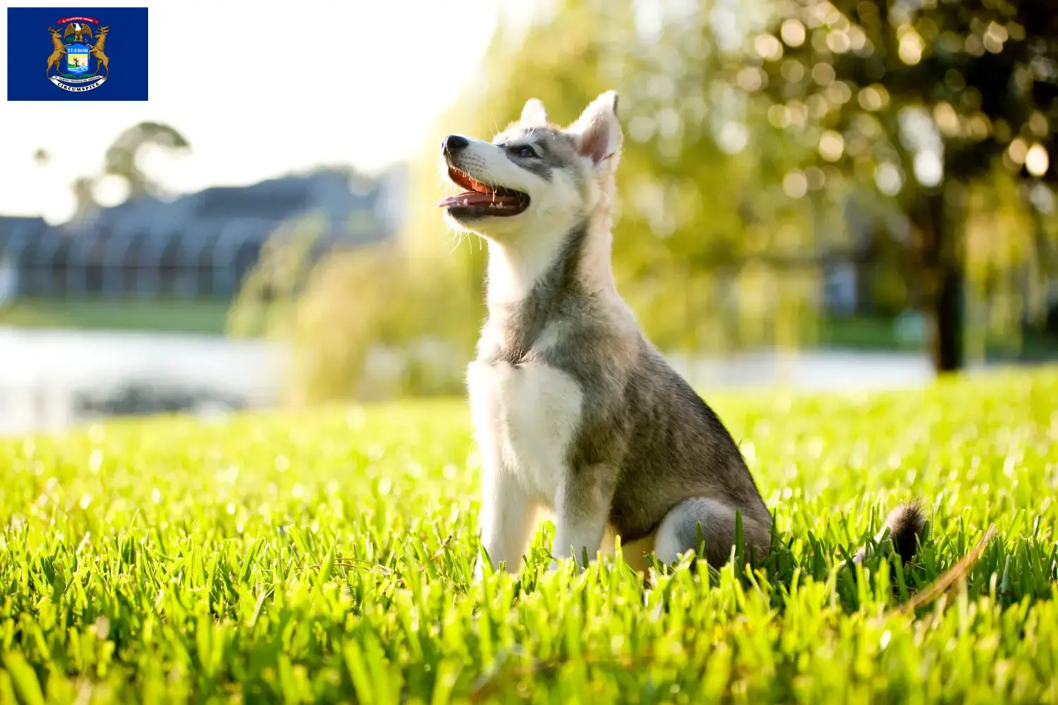 Alaskan Clover Kai puppies and breeders Michigan Here you can find Alaskan Klee Kais breeders in Michigan.