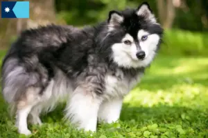 Read more about the article Alaskan Klee Kai breeders and puppies in Minnesota