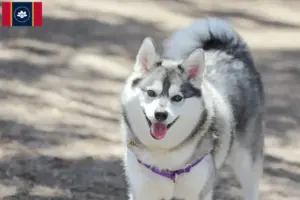 Read more about the article Alaskan Clover Kai Breeder and Puppies in Mississippi