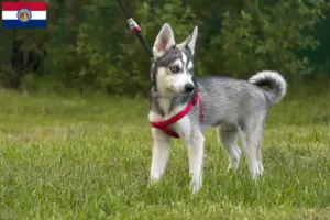 Read more about the article Alaskan Klee Kai breeders and puppies in Missouri