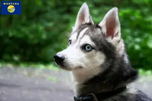 Read more about the article Alaskan Clover Kai Breeder and Puppies in Montana