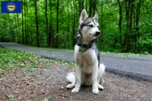 Read more about the article Alaskan Klee Kai breeders and puppies in Nebraska