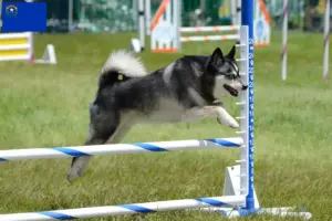 Read more about the article Alaskan Clover Kai Breeder and Puppies in Nevada