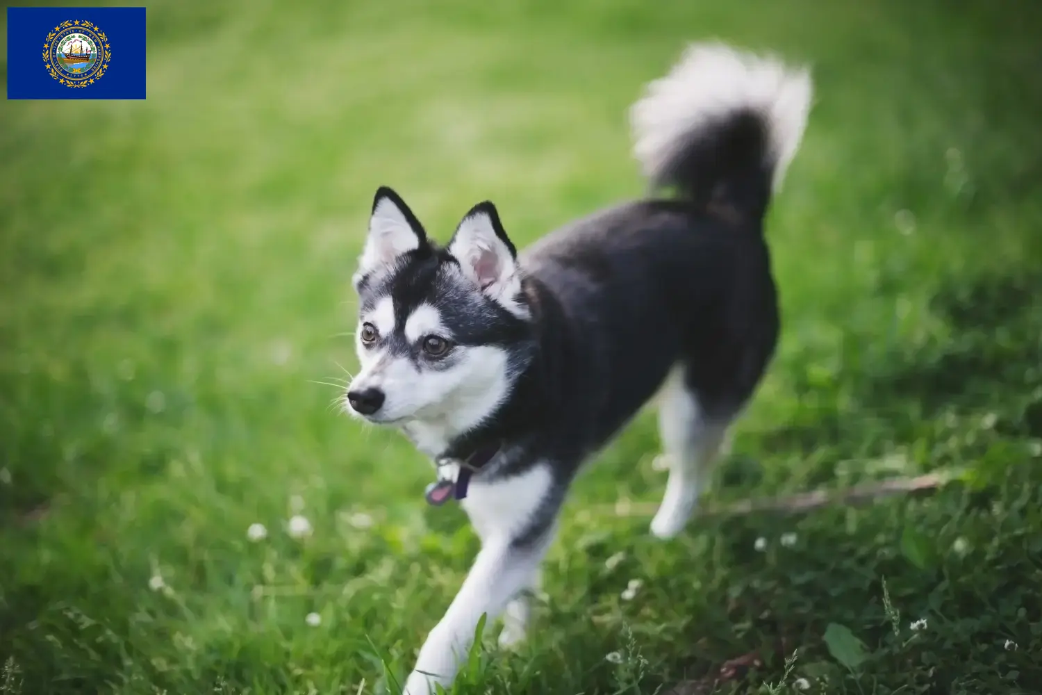 Alaskan Clover Kai puppies and breeders New Hampshire Find Alaskan Klee Kais breeders in New Hampshire here.