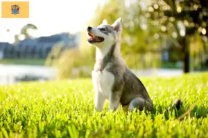 Read more about the article Alaskan Clover Kai Breeder and Puppies in New Jersey