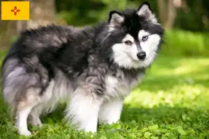 Read more about the article Alaskan Klee Kai Breeder and Puppies in New Mexico