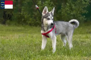 Read more about the article Alaskan Klee Kai breeders and puppies in North Carolina