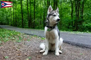 Read more about the article Alaskan Klee Kai breeders and puppies in Ohio