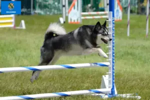Read more about the article Alaskan Clover Kai Breeder and Puppies in Oklahoma