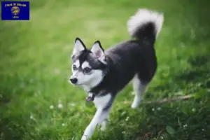 Read more about the article Alaskan Klee Kai breeders and puppies in Oregon