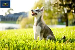 Read more about the article Alaskan Clover Kai Breeder and Puppies in Pennsylvania
