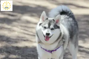 Read more about the article Alaskan Klee Kai breeders and puppies in Rhode Island