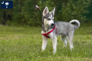 Read more about the article Alaskan Klee Kai breeders and puppies in South Carolina