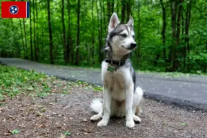 Read more about the article Alaskan Klee Kai breeders and puppies in Tennessee