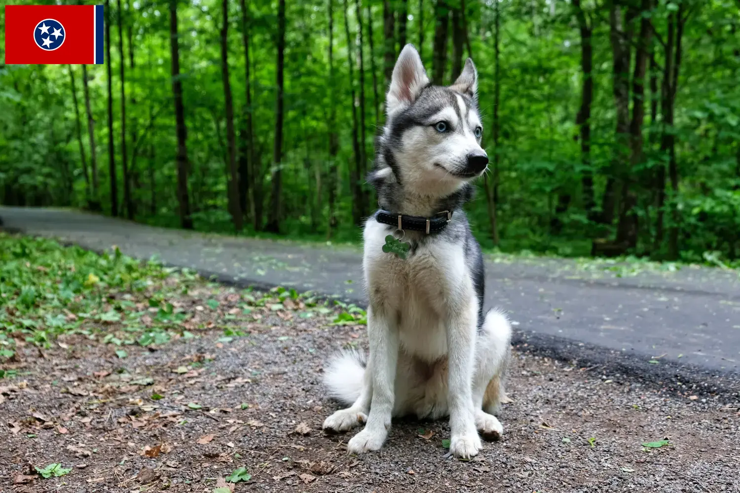Alaskan Klee Kai puppies and breeder Tennessee Here you can find Alaskan Klee Kais breeders in Tennessee.