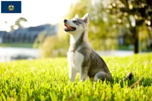 Read more about the article Alaskan Clover Kai Breeder and Puppies in Vermont