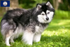 Read more about the article Alaskan Clover Kai Breeder and Puppies in Virginia