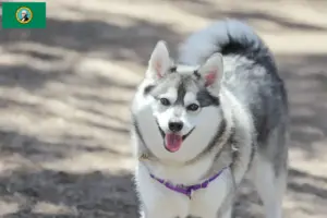 Read more about the article Alaskan Klee Kai breeders and puppies in Washington