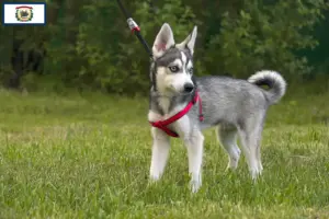 Read more about the article Alaskan Klee Kai breeders and puppies in West Virginia