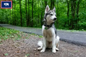Read more about the article Alaskan Klee Kai breeders and puppies in Wyoming