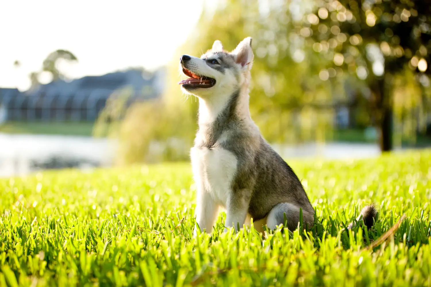 Buying an Alaskan Klee Kai puppy means taking responsibility! Buy Alaskan Klee Kai puppies.
