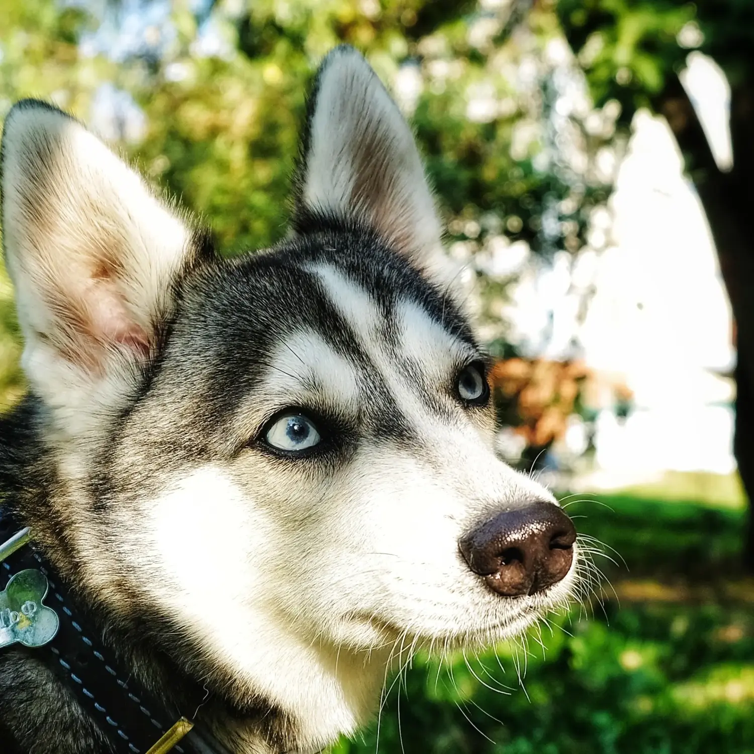 Buying an Alaskan Klee Kai puppy means taking responsibility! Buy Alaskan Klee Kai puppies.