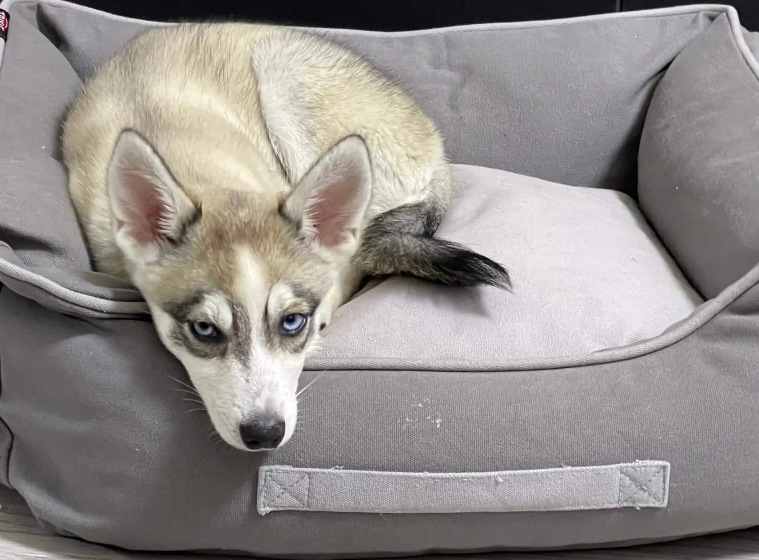 Buying an Alaskan Klee Kai puppy means taking responsibility! Buy Alaskan Klee Kai puppies.