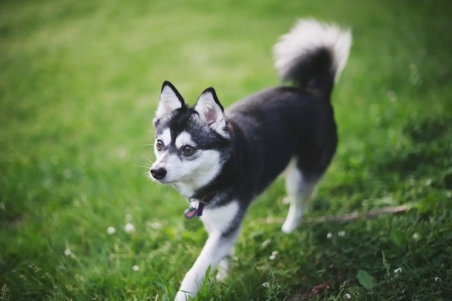 Buying an Alaskan Klee Kai puppy means taking responsibility! Buy Alaskan Klee Kai puppies.