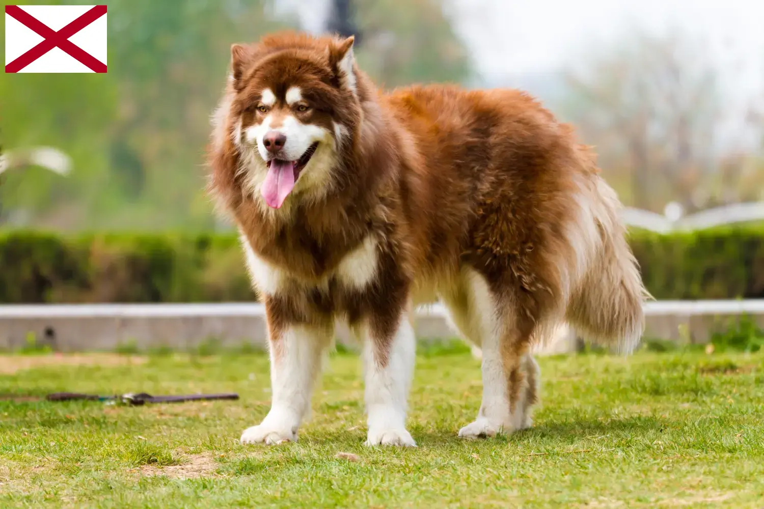 Read more about the article Alaskan Malamute breeders and puppies in Alabama