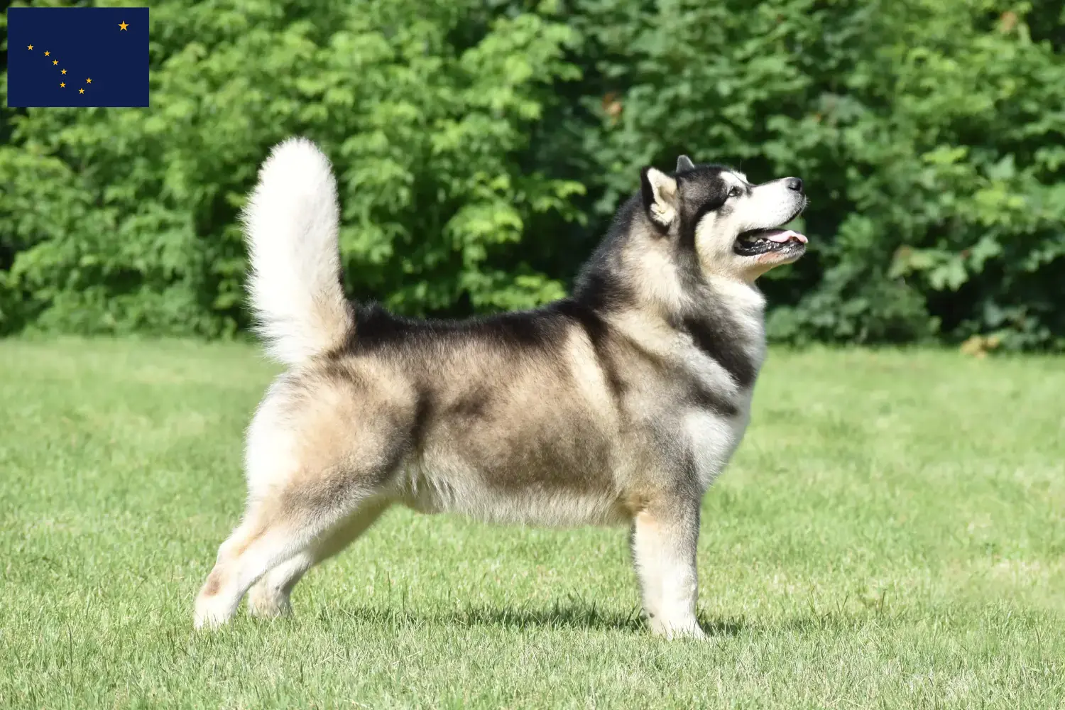 Read more about the article Alaskan Malamute breeders and puppies in Alaska