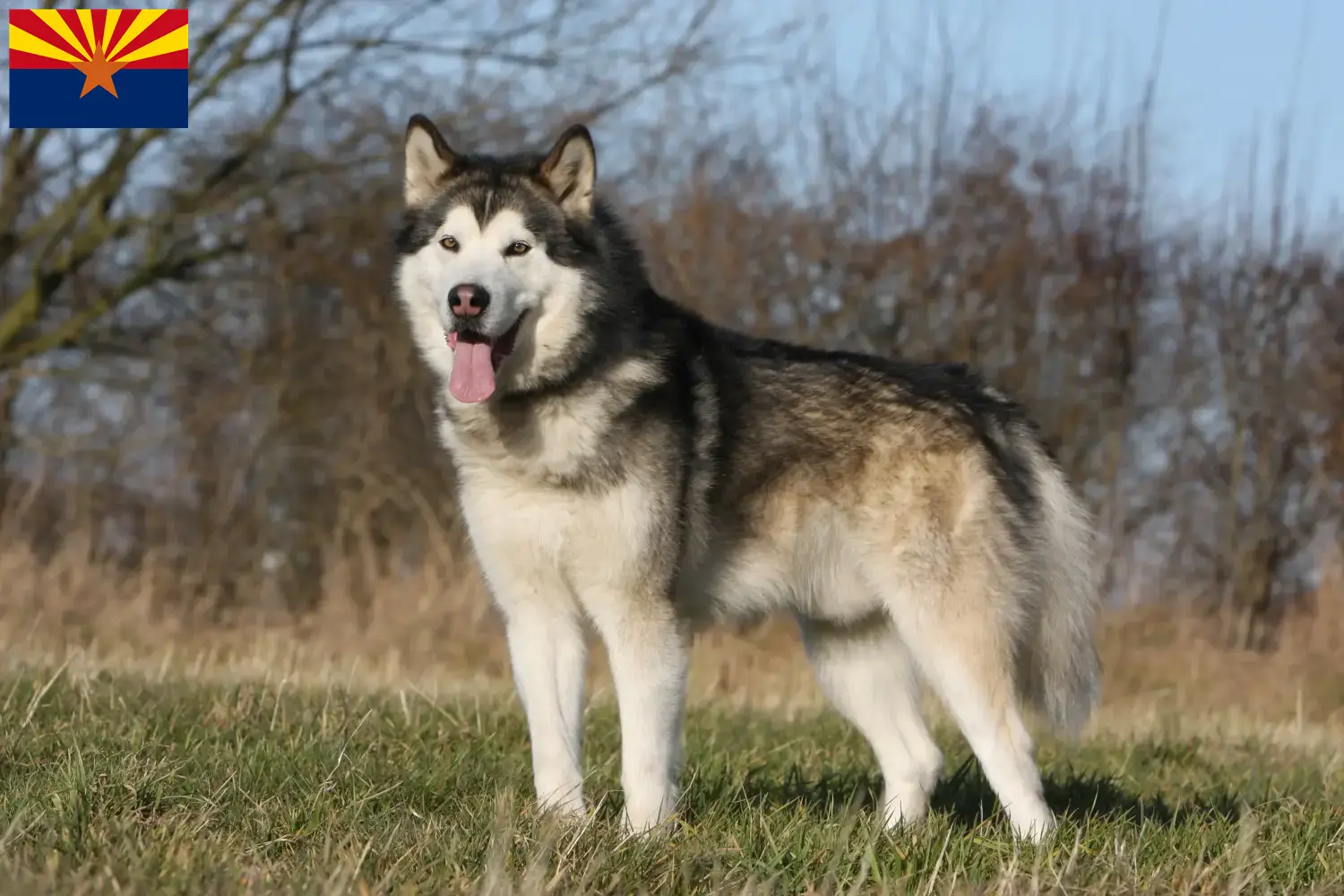 Read more about the article Alaskan Malamute breeders and puppies in Arizona