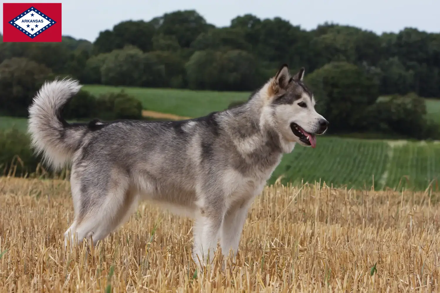 Read more about the article Alaskan Malamute breeders and puppies in Arkansas